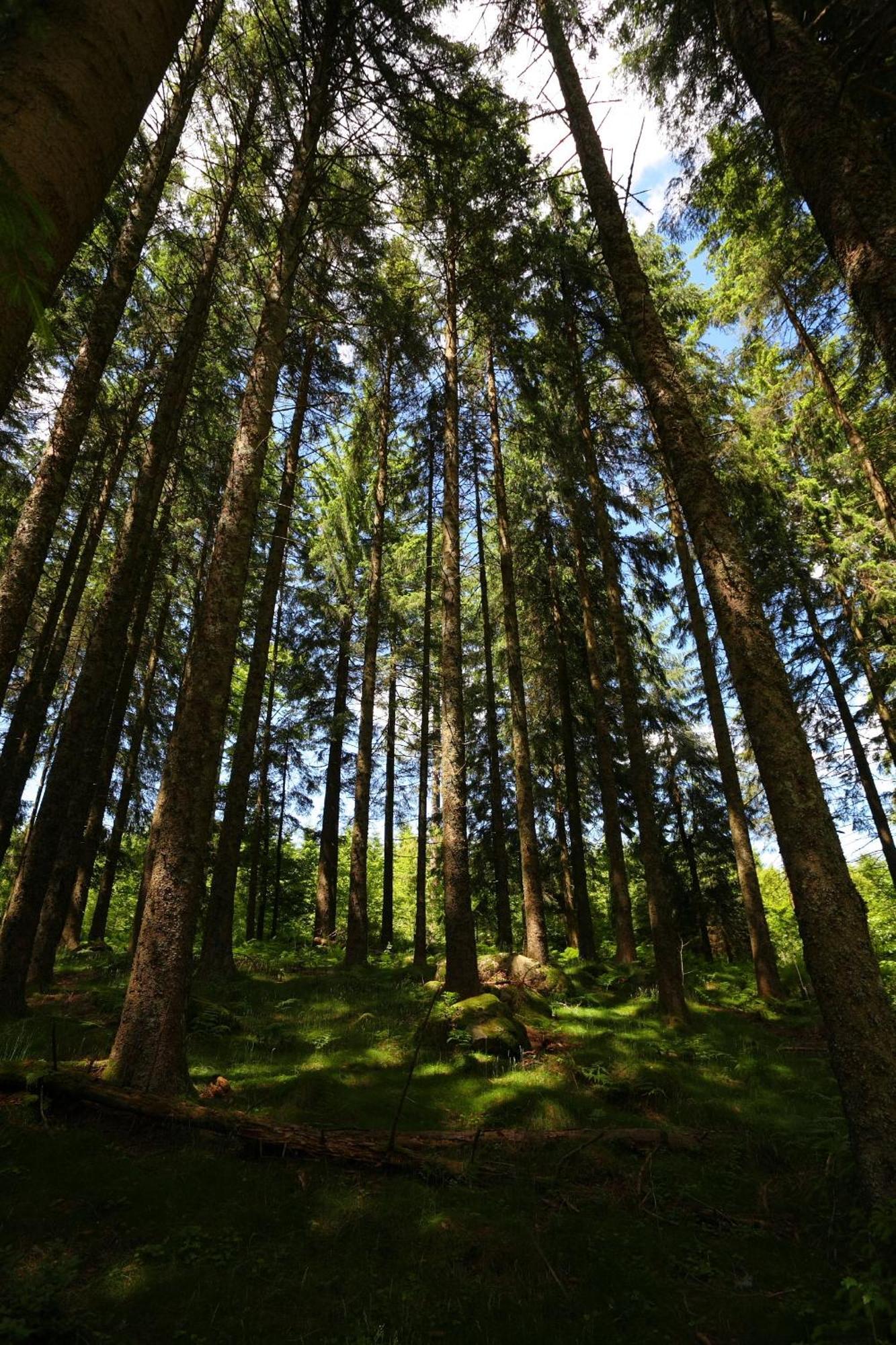 Hoehengasthaus Kolmenhof An Der Donauquelle Фуртванґен Екстер'єр фото