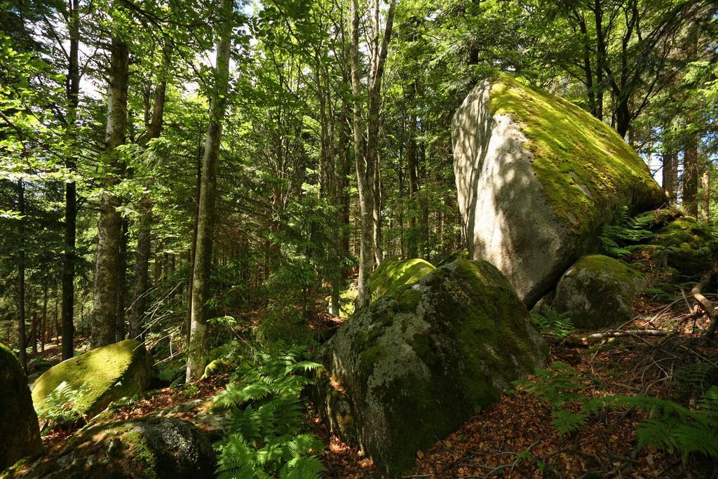 Hoehengasthaus Kolmenhof An Der Donauquelle Фуртванґен Екстер'єр фото